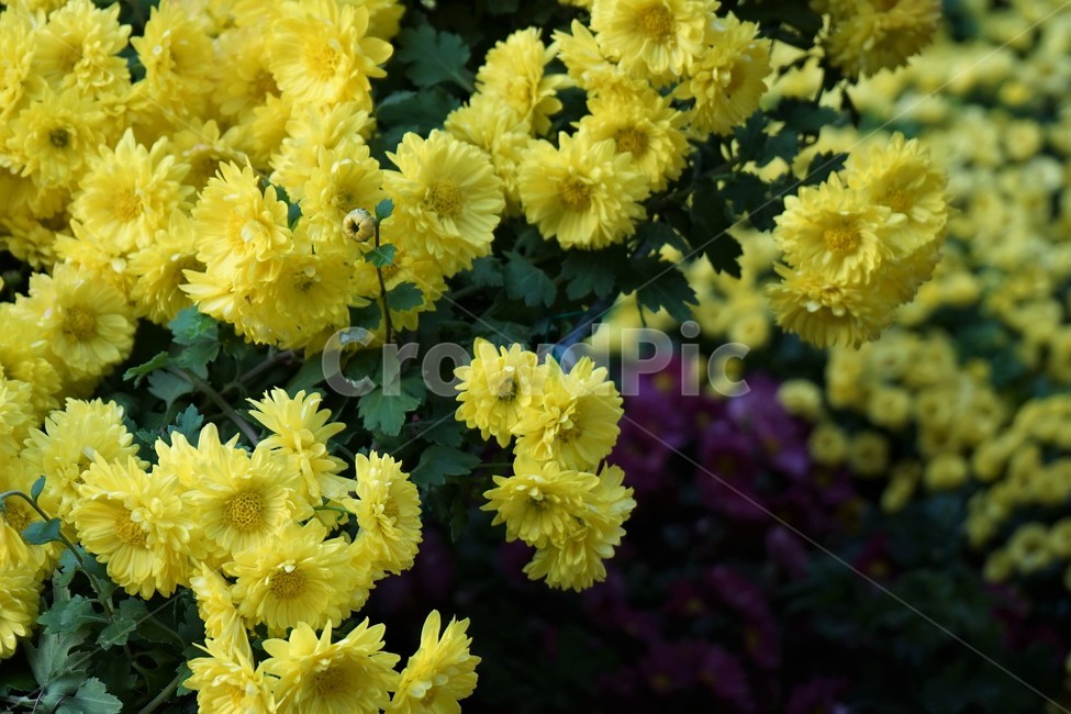 가을,국화,노랑,우아함,향기,식물,꽃,autumn,fall,yellowelegance,smell,chrysanthemum,beautiful,plant,flower,계절,season,yellow,floral,nobility,고귀함,가을대표,가을꽃,노랑꽃,꽃봉오리,국화꽃,식물,자연,plants,nature,꽃,flower