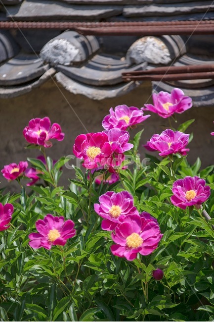 봄,꽃,작약,핑크,식물,식물,자연,plants,nature,꽃,flower