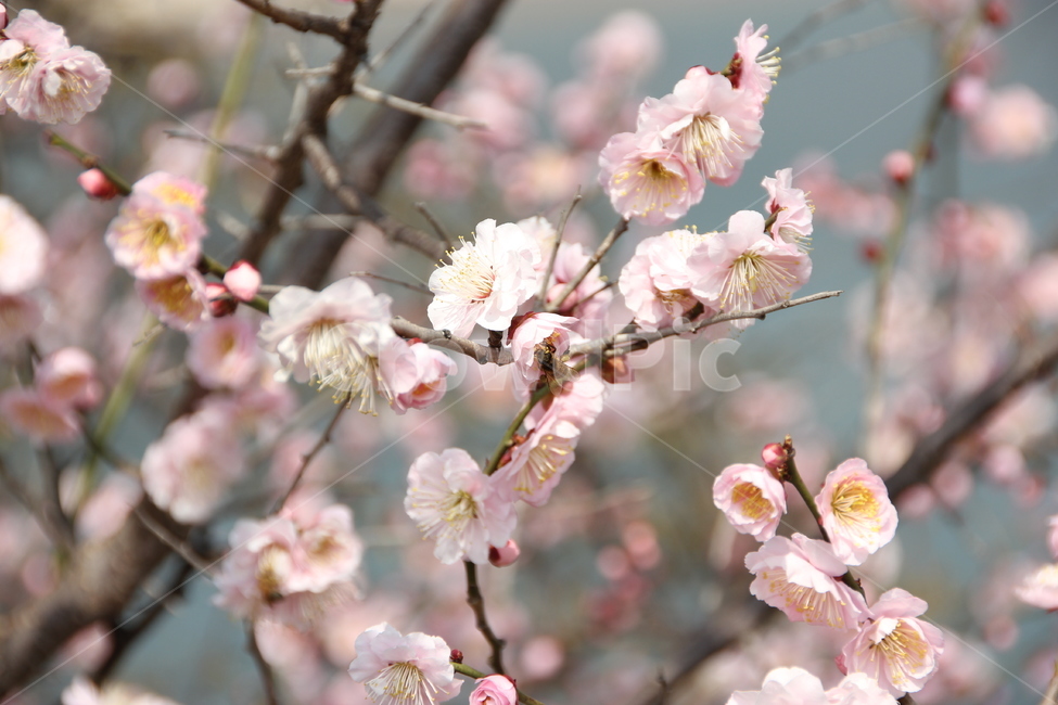 매화,매화꽃,꽃,자연,풍경,식물,자연,plants,nature,꽃,flower
