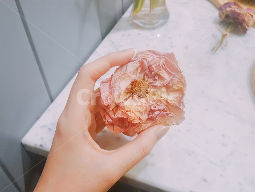 꽃,드라이플라워,손,꽃조각,인테리어,분홍,분홍색,분홍꽃