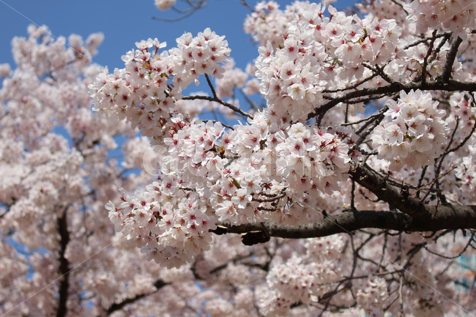 벚꽃,벚꽃나무,봄꽃,cherryblossom,체리블라썸,봄,벚꽃만개,4월벚꽃,일상,풍경,봄,계절,spring,season,plant,식물,fungus,진균류,flower,꽃,blossom