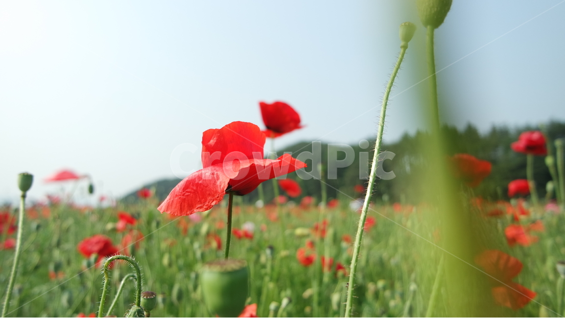 양귀비,양귀비꽃,꽃축제,꽃,꽃사진,식물,자연,plants,nature,꽃,flower