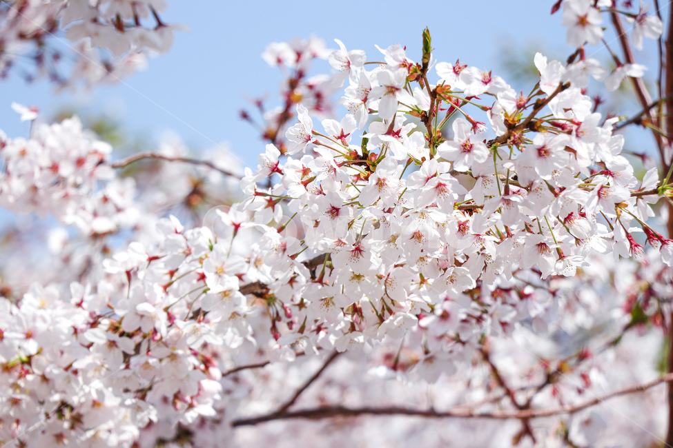 꽃,flower,벚꽃,cherryblossom,blossom,식물,plant
