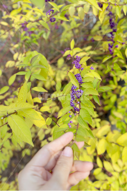열매,손,작살나무,보라색열매,좀작살나무,감성,식물,자연,plants,nature,과일,열매,fruit