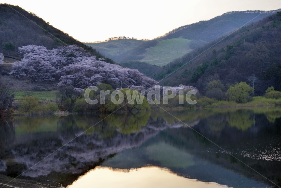 풍경,봄,자연,잔잔함,물가,아름다운,벚꽃,알록달록,봄,계절,spring,season,자연,풍경,nature,landscape,한국자연풍경,한국자연경관,korea nature landscape,water,물,outdoors,옥외