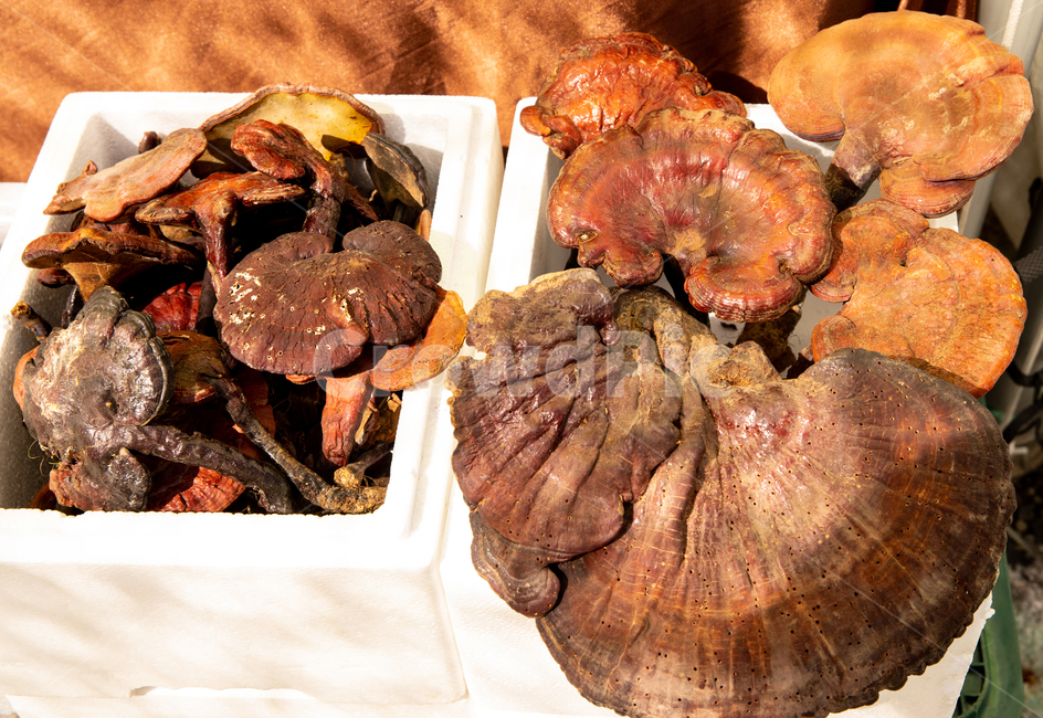 자연산,버섯,상황버섯,버섯축제,상황,버섯,mushroom