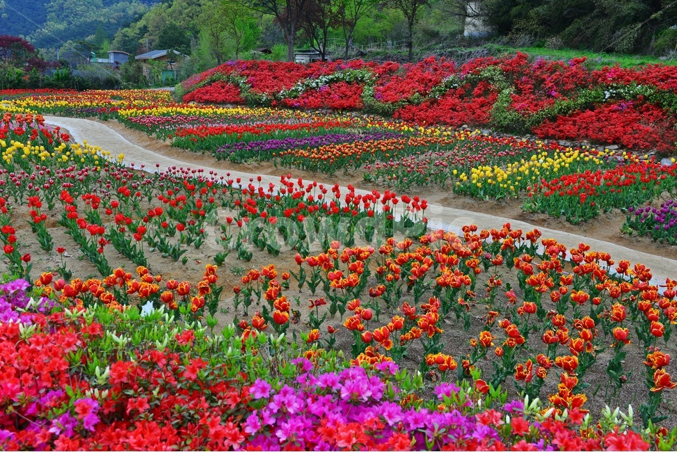 무등산,동적골,튤립축제,철쭉,노랑,빨강,봄,계절,패턴,tulip,튤립,plant,식물,blossom,flower,꽃,자연,풍경,nature,landscape