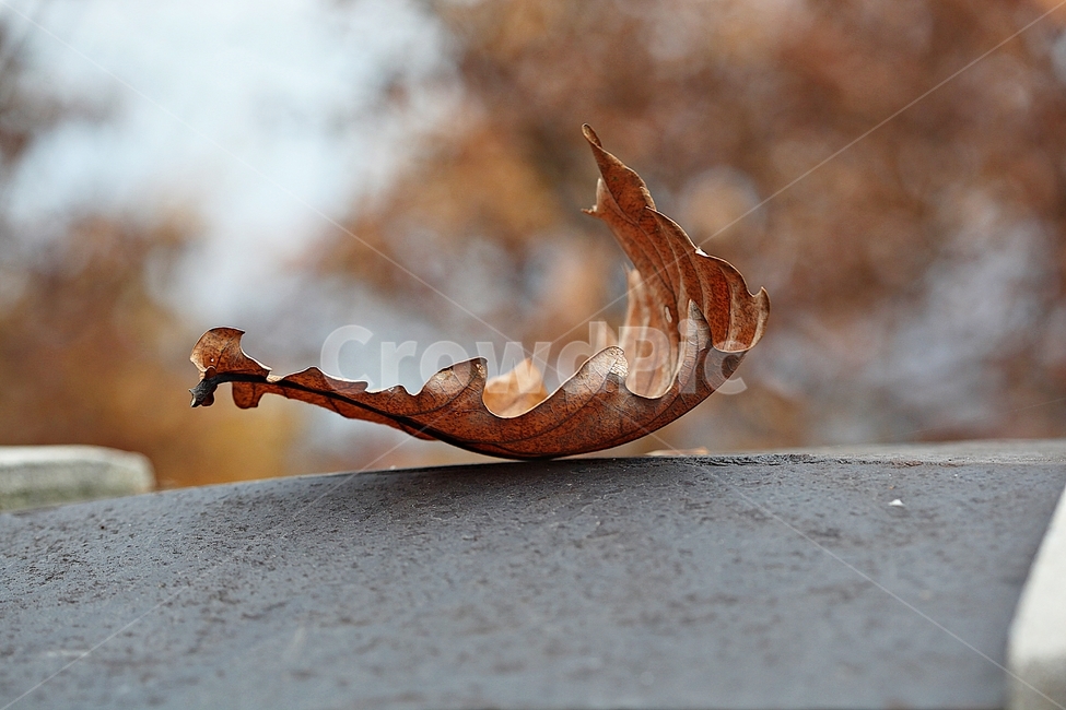 낙엽,단풍,가을,식물,자연,잎,나무잎,가을,계절,fall,autumn,season,식물,자연,plants,nature