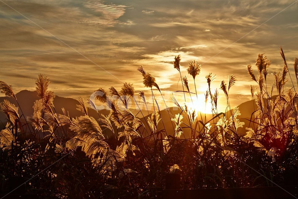 석양,노을,일몰,태양,구름,물,갈대,산,가을,계절,fall,autumn,season,grass,잔디,plant,식물,lawn