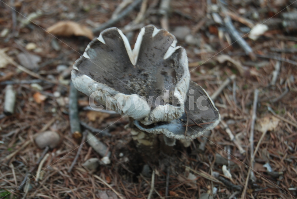 속리산,공원,버섯,자연,낙엽,버섯,mushroom