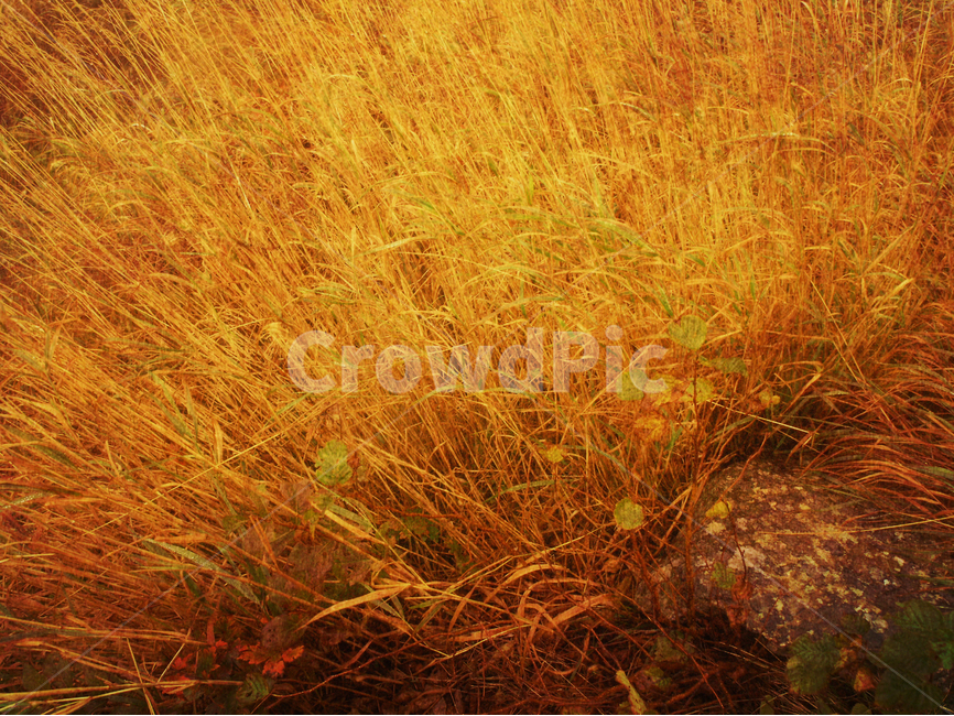 빈티지,들풀,야외,가을,감성,autumn,fall,vintage,feeling,emotion,sensible,yellow,서정,오래된,흐릿한,추억,회상,기억,메모리,memory,remember,old,아련한,몽환적,꿈,dream,배경,백그라운드,바탕화면,background,느낌,필,분위기,바람,wind,식물,자연,plants,nature