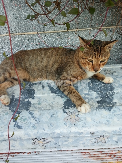 아기고양이,길고양이,귀여운고양이,깜찍한고양이,동물,힐링,동물,animal,포유류,mammal,고양이,cat,kitten,kitty