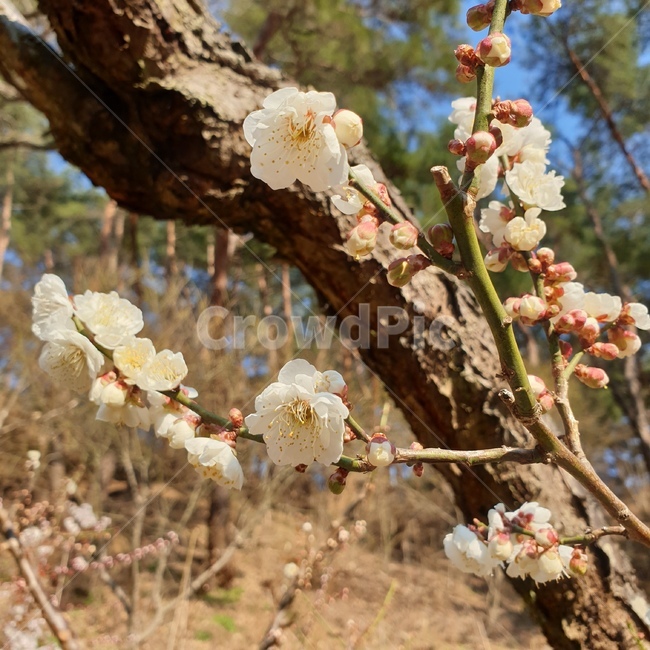 벚꽃,벚꽃축제,꽃,축제,봄,spring,나들이,소풍,봄,계절,spring,season,식물,자연,plants,nature,꽃,flower,plant