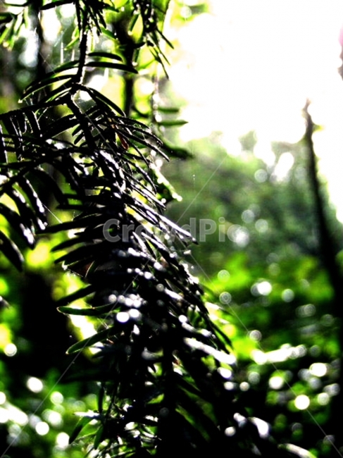 나무,나뭇잎,풀잎,자연,푸른,거미줄,빗물,비,이슬,이슬비,tree,trees,leaf,leaves,nature,natural,초록,green,sunny,맑은,날씨,weather,풍경,배경,배경사진,풍경사진,평화로운,분위기,차분한,차분함,평화로움,scene,atmosphere,calm,peaceful,tranquil,still,background,감성사진,ambience,식물,자연,plants,nature,휴식,힐링,rest,relaxation,healing