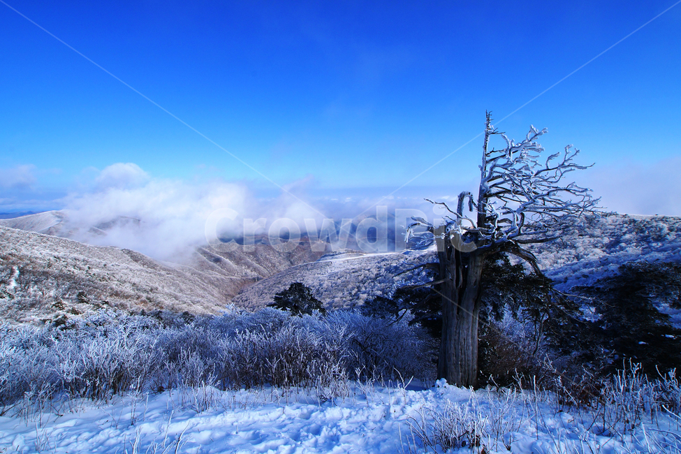 함백산,설경,풍경,상고대,정선,고한,푸른하늘,겨울,계절,winter,season,자연,풍경,nature,landscape,한국자연풍경,한국자연경관,korea nature landscape,outdoors,옥외,mountain,산
