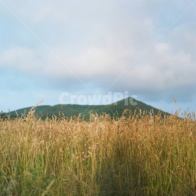 오름,제주,새별오름,6월,여름제주,여름,황금보리,흐린날제주,하늘,구름,제주하늘,먹구름,자연,풍경,nature,landscape,한국자연풍경,한국자연경관,korea nature landscape,제주도,jeju,jeju island,grass,잔디,plant,식물,field,들,outdoors,옥외,grassland,목초지