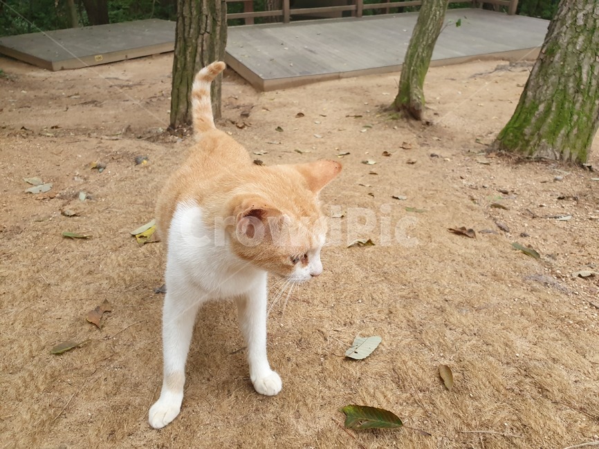 길고양이,아기고양이,동물,야옹,동물사랑,동물,animal,포유류,mammal,고양이,cat,kitten,kitty