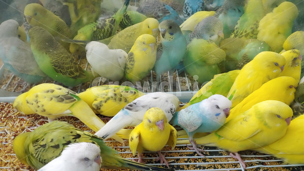 새,애완조,앵무새,동물,bird,animal,애완용,조류,취미,hobby,애완동물,작은새,관상용,관상조,잉꼬,동물,animal,조류,새,birds