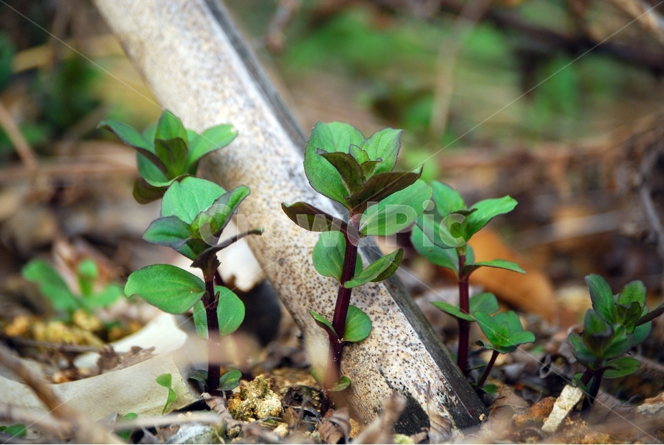 화단,봄,새싹,행복,식물,봄,계절,spring,season,식물,자연,plants,nature,plant,leaf,잎