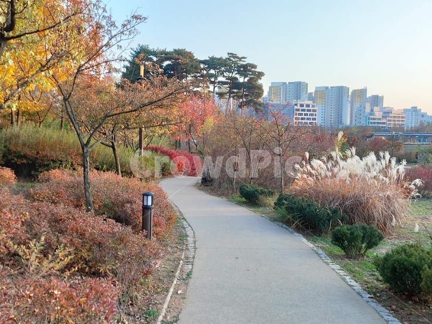 가을,옥외,식물,자연,autumn,outdoors,plant,nature,단풍,산책