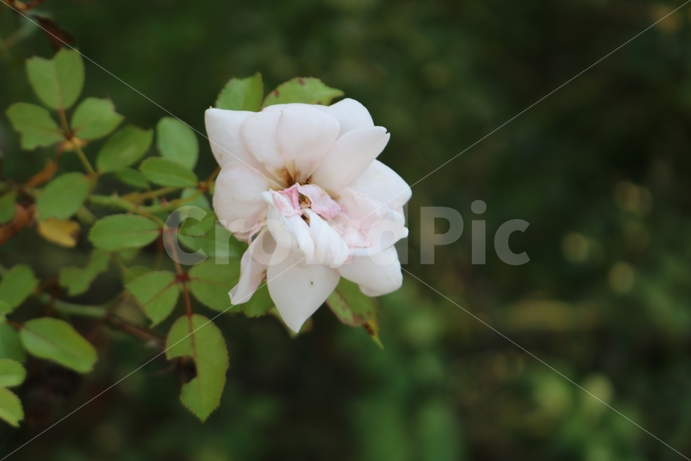 자연,풀잎,꽃,꽃잎,힐링,식물,자연,plants,nature,꽃,flower