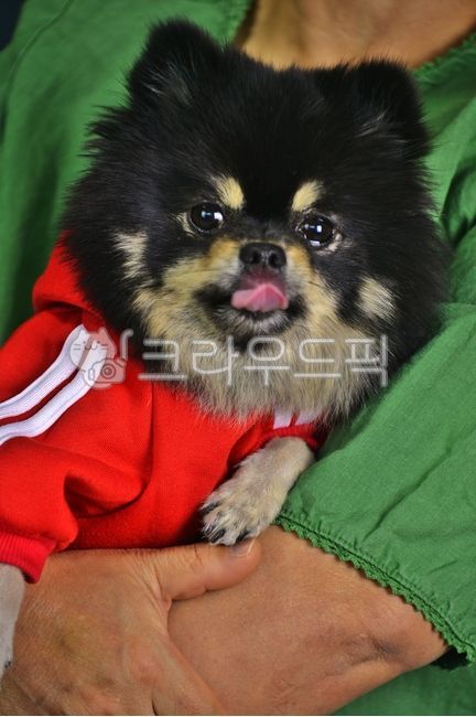 반려견,반려동물,강아지,개,사람,동물,포메라이언,블랙탄