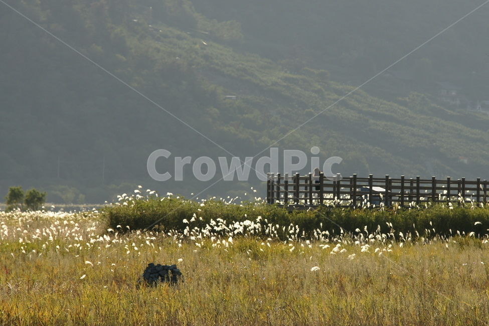 갈대,여인,목책,가을,들판,자연,풍경,nature,landscape,한국자연풍경,한국자연경관,korea nature landscape,사람,인물,인간,human,person,여성,여자,woman,female,lady,outdoors,옥외,grassland,목초지,field,들