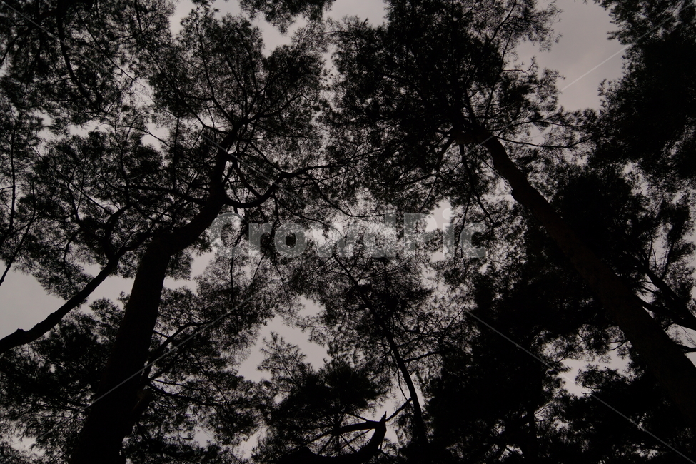 음산함,공포,외로움,하늘,어두운,소나무숲,소나무,쓸쓸함,나무,trees,wood