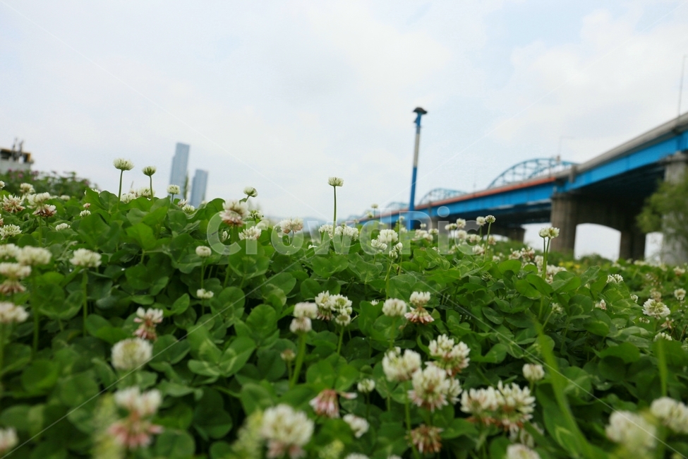 plant,식물,bridge,다리,한강,클로버,식물,자연,plants,nature,꽃,flower