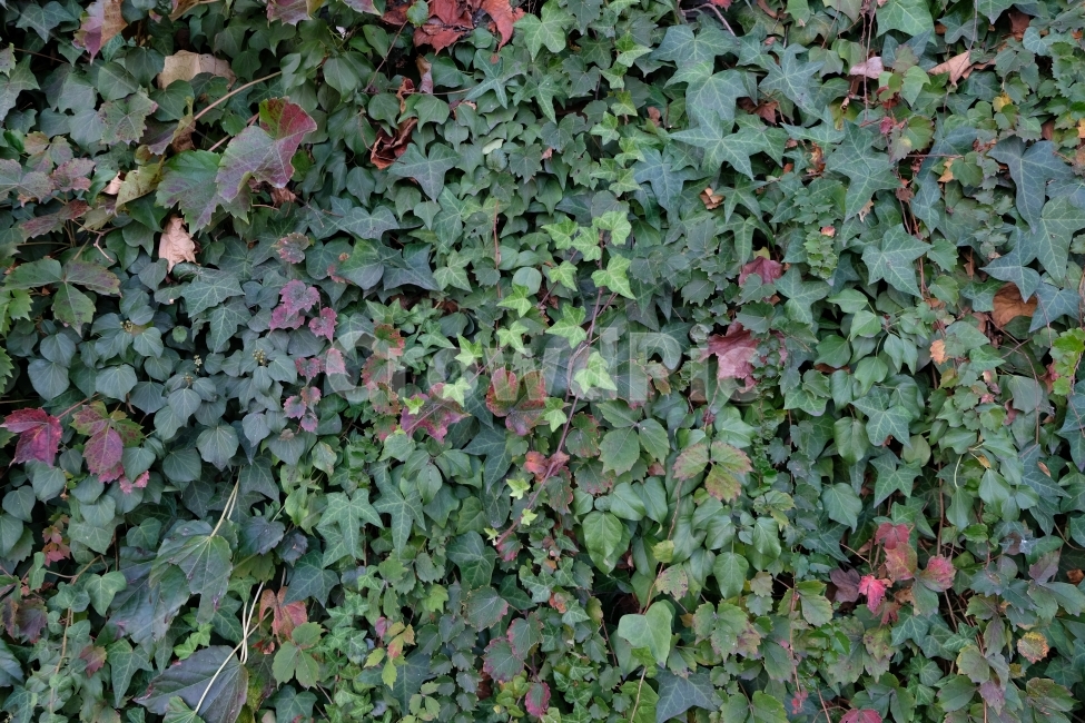 자연,담쟁이,초록,감성,풀,가을,식물,봄,여름,겨울,단풍,식물,자연,plants,nature