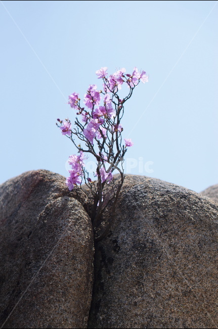진달래,핑크,봄,낮,빛,봄,계절,spring,season,식물,자연,plants,nature,꽃,flower,plant,blossom
