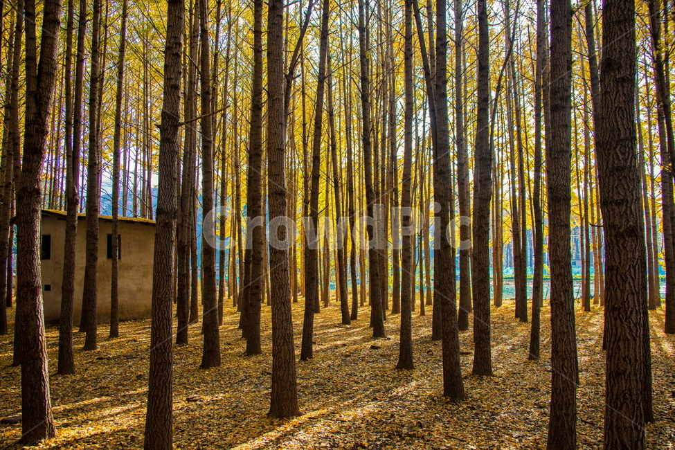 은행나무,은행,풍경사진,가을풍경,풍경,tree,나무,plant,식물