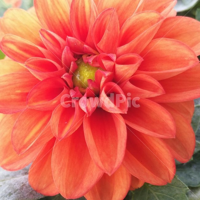 꽃,자연,그린,내추럴,초록,green,natural,다알리아꽃,주황색,배경,배경이미지,배경화면,색감,바탕,텍스쳐,질감,패턴,이미지,식물,자연,plants,nature,꽃,flower