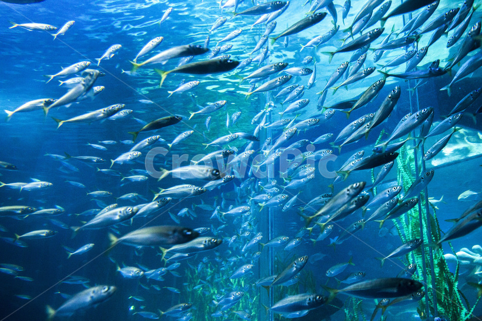 바다속,바다,물고기떼,물고기,동물,스쿠버다이빙,수족관,어류,물고기,fish