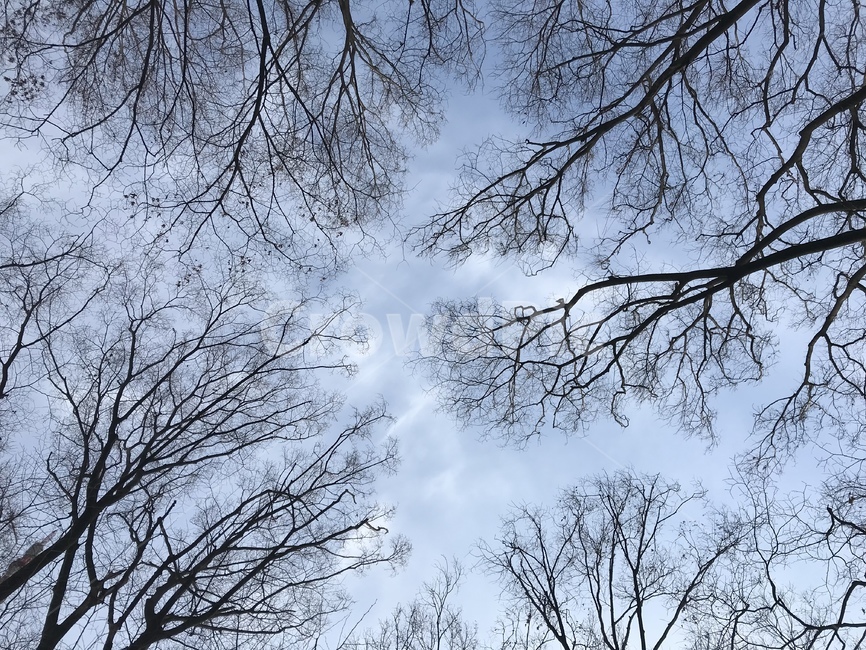 하늘,자연,나무,실루엣,나무선,가을하늘,숲,자연,풍경,nature,landscape,tree,plant,식물,tree trunk,나무 줄기