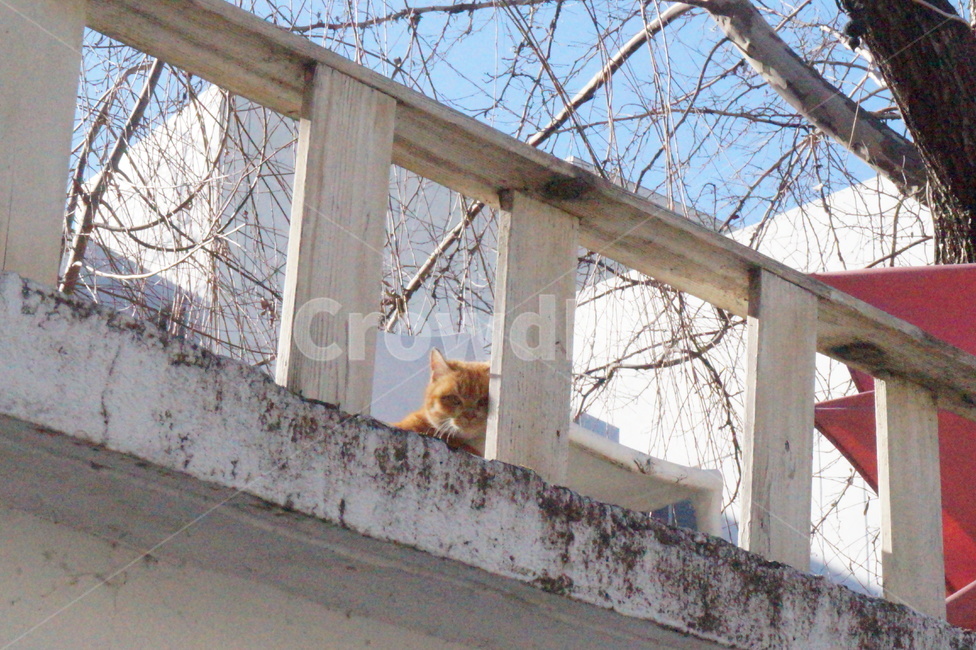 고양이,길고양이,빼꼼,cat,옥상위고양이,경계심,경계,겨울,차가운,아기고양이,kitty,winter,roof,white,cold