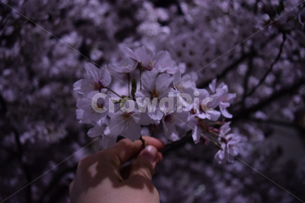 봄,벚꽃,감성,벚꽃확대,손,식물,자연,plants,nature,꽃,flower