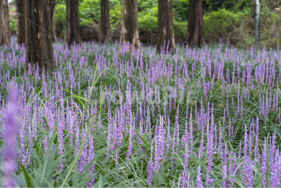 광주,맥문동숲길,맥문동,꽃,메타세콰이어,보랏빛꽃,야생화,식물,자연,plants,nature,꽃,flower
