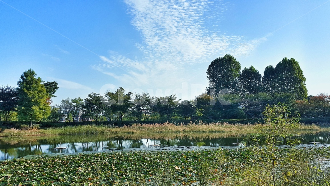 호수공원,나무,반영,하늘,구름,자연,풍경,nature,landscape,서서울호수공원,푸르다,공원,연,연잎,식물,plants