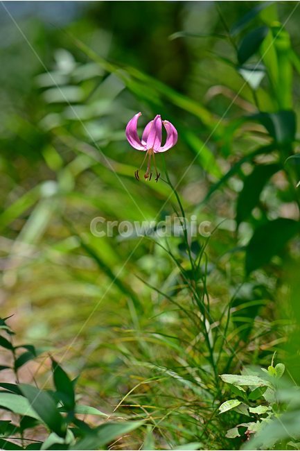 솔나리,야생화,식물,자연,꽃,생태,힐링,플라워,wildflower,flower,plants,nature,season,감성,느낌,emotion,feeling,백합목,백합과,여름,백합속,분홍색,여러해살이풀,식물,자연,plants,nature,꽃,flower