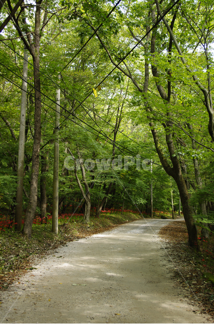 길,나무,숲,초록,풍경,자연,풍경,nature,landscape,tree,plant,식물,tree trunk,나무 줄기