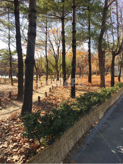 거리,street,보도블럭,sidewalkblock,보도,walkway,sidewalk,풍경,scenery,나무,tree,나무줄기,treetrunk,낙엽,deciduous,잎,leaf,생활,life,공원,park,바닥,땅,ground,floor,flooring,식물,plant,통로,path,판석,flagstone,길,road,흙길,dirtroad