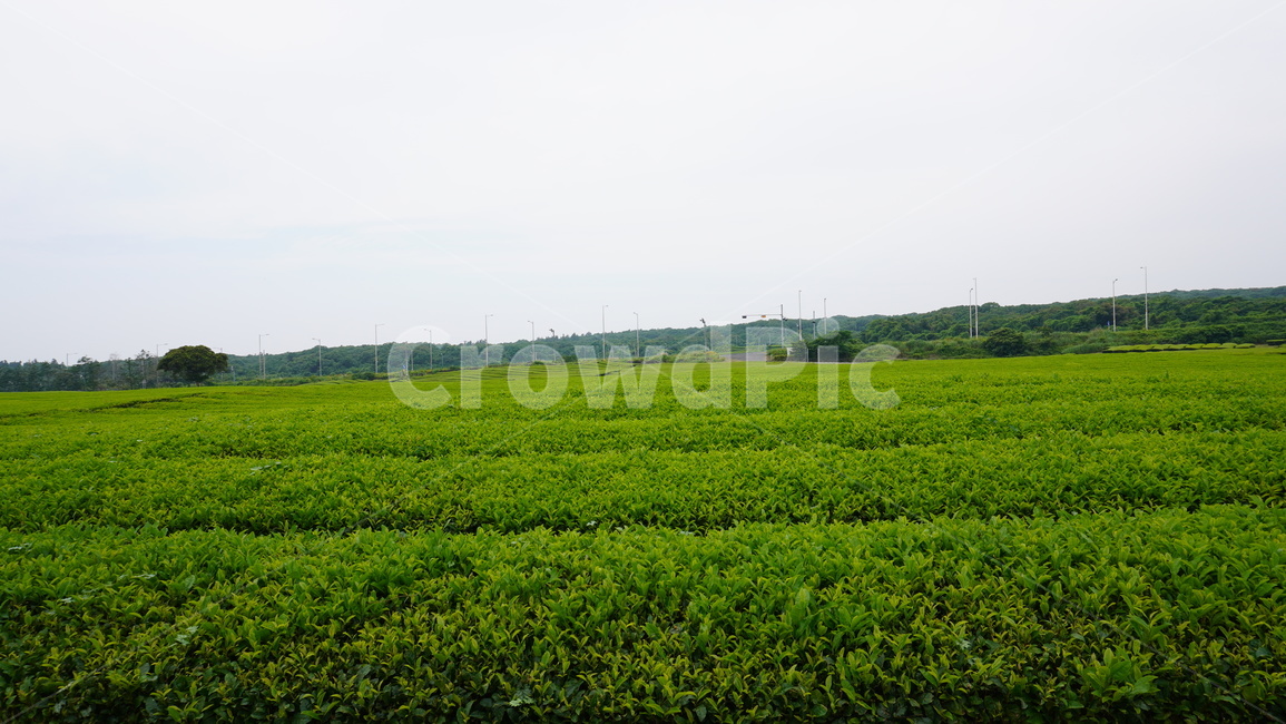 제주도,제주녹차,녹차,녹차밭,자연,자연,풍경,nature,landscape,농업,농사,agriculture,farming,farming industry