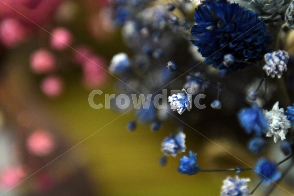 안개꽃,꽃,감성사진,감성,식물,자연,플라워,감정,색깔,색채,색감,칼라,flower,꽃다발,인테리어,소품,사물,기념일,축사,plants,배경화면,안개,nature,파랑,꽃,flower