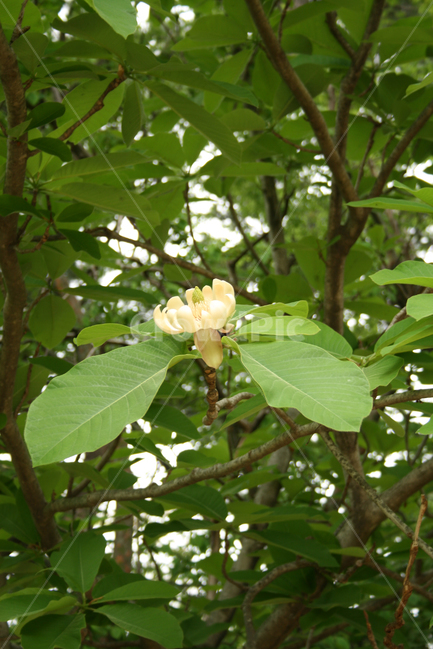 식물,flower,꽃,나무,일본목련,하얀,식물,자연,plants,nature,꽃,flower