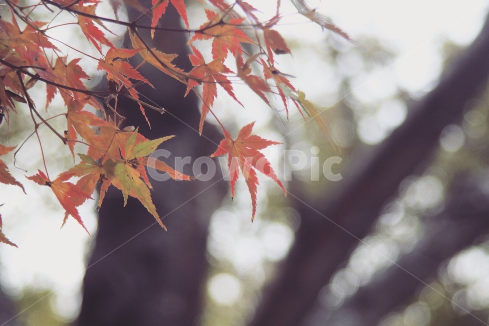 가을,단풍,낙엽,단풍나무,단풍잎,가을,계절,fall,autumn,season,plant,식물,leaf,잎,tree,나무
