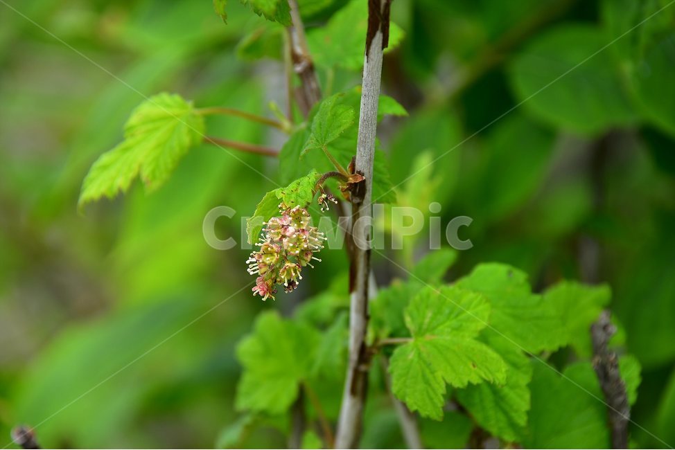 개앵도나무,야생화,꽃,식물,자연,생태,플라워,flower,plants,nature,나무,식물,자연,plants,nature