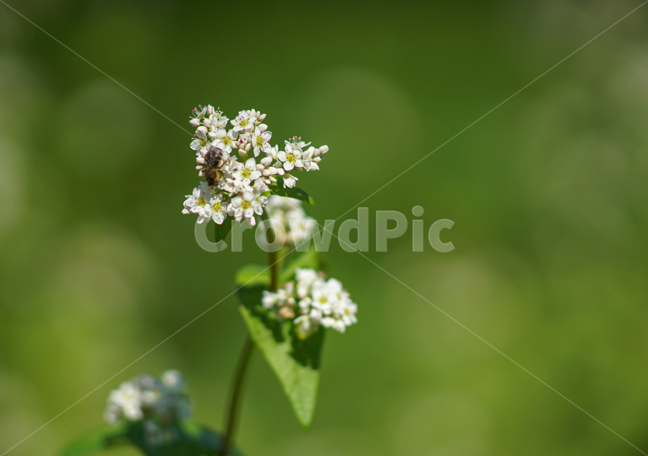 메밀,메밀꽃,벌,꿀벌,곤충,식물,식물,자연,plants,nature,꽃,flower,동물,animal,곤충,벌레,insect,bug