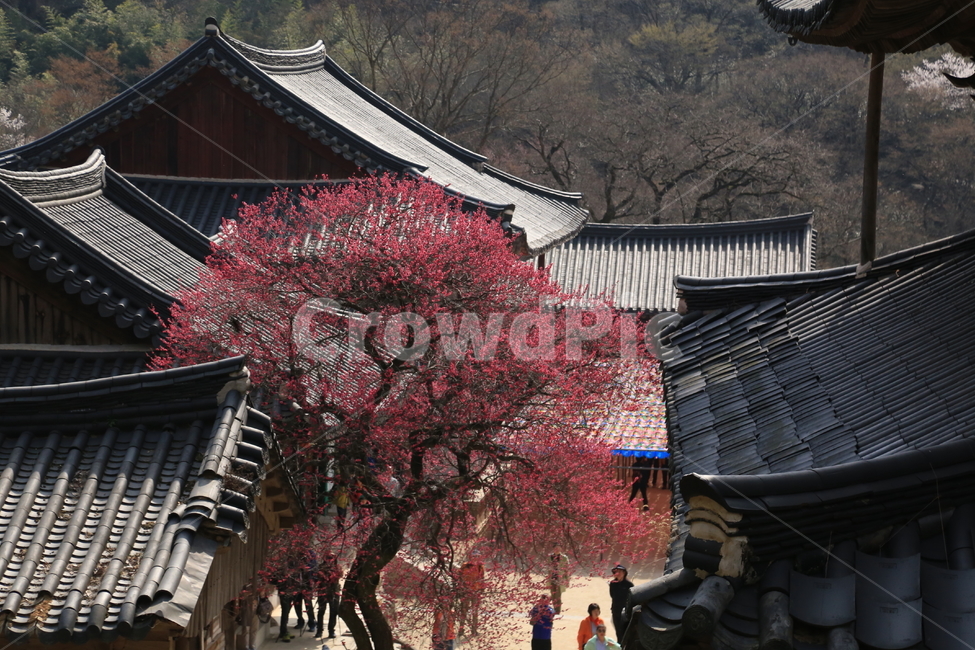 구례화엄사,각황전흑매화,매화,꽃,봄,봄,계절,spring,season,한국전통,한국문화,korean traditional,korean culture,식물,자연,plants,nature,나무,trees,wood,종교,신앙,religion,belief,faith,건축물,건물외관,exterior,building,structure,architecture,construction,plant