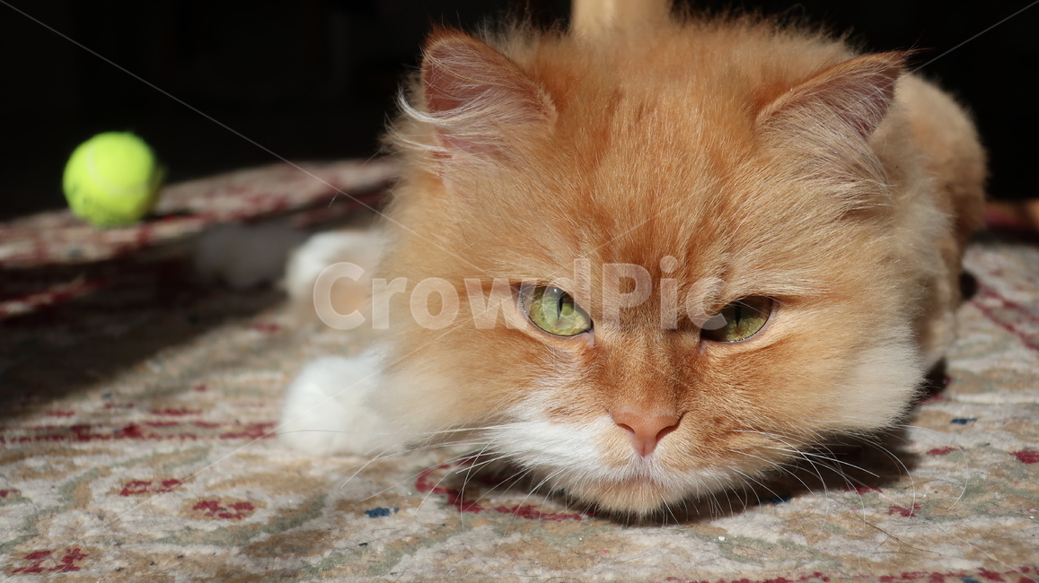 고양이,페르시안,치즈고양이,노란고양이,cat,귀여운,자연,동물,애완동물,반려동물,포유류,animal,kitty,kitten,mammal,동물,animal,포유류,mammal,고양이,cat,kitten,kitty